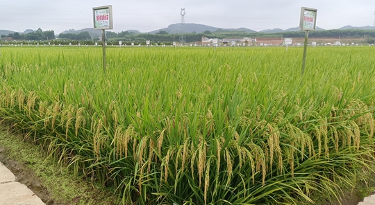 原香优兆香丝苗